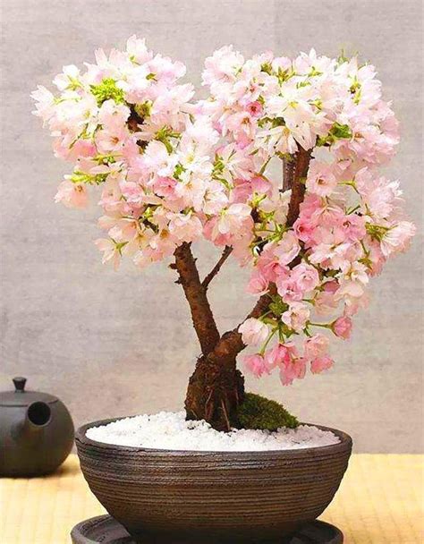 櫻花樹盆栽